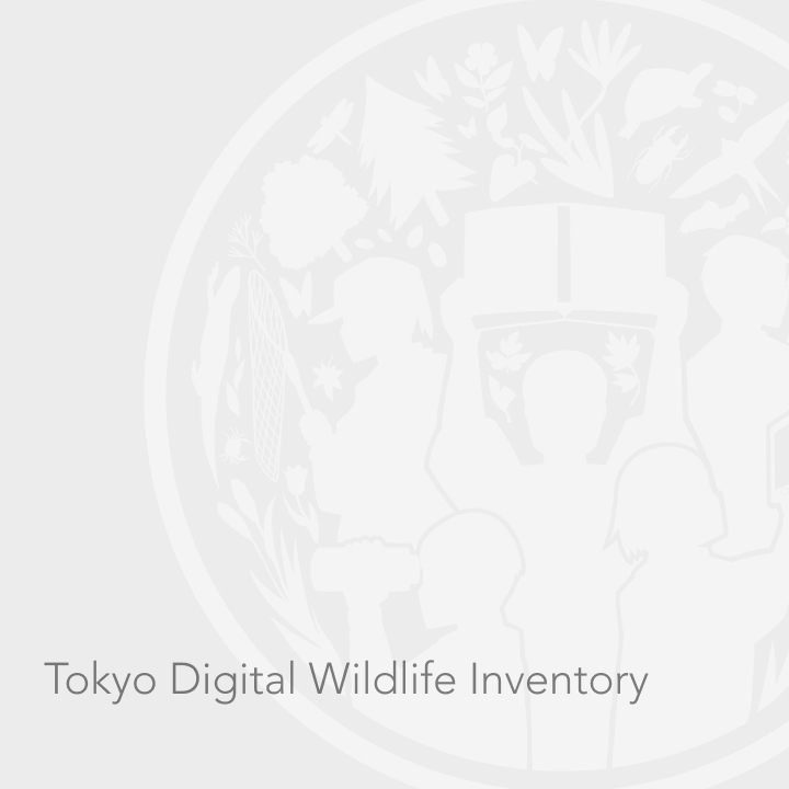 日本セミの会の林 正美氏にコラムを執筆していただきました