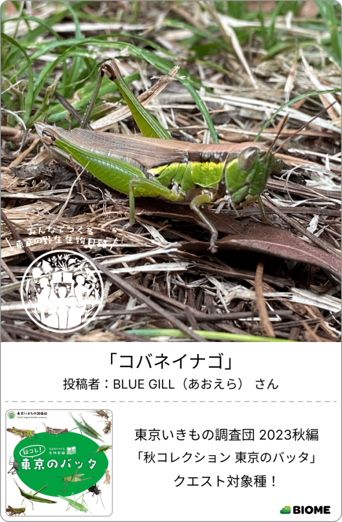 コバネイナゴ BLUE GILL(あおえら) 秋コレクション 東京のバッタ