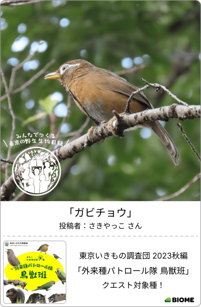 ガビチョウ さきやっこ 外来種パトロール隊③鳥獣班