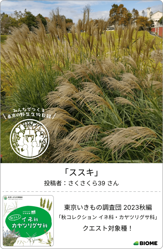 ススキ さくさくら39 秋コレクション イネ科・カヤツリグサ科
