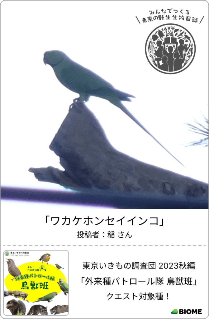ワカケホンセイインコ 稲 外来種パトロール隊③鳥獣班
