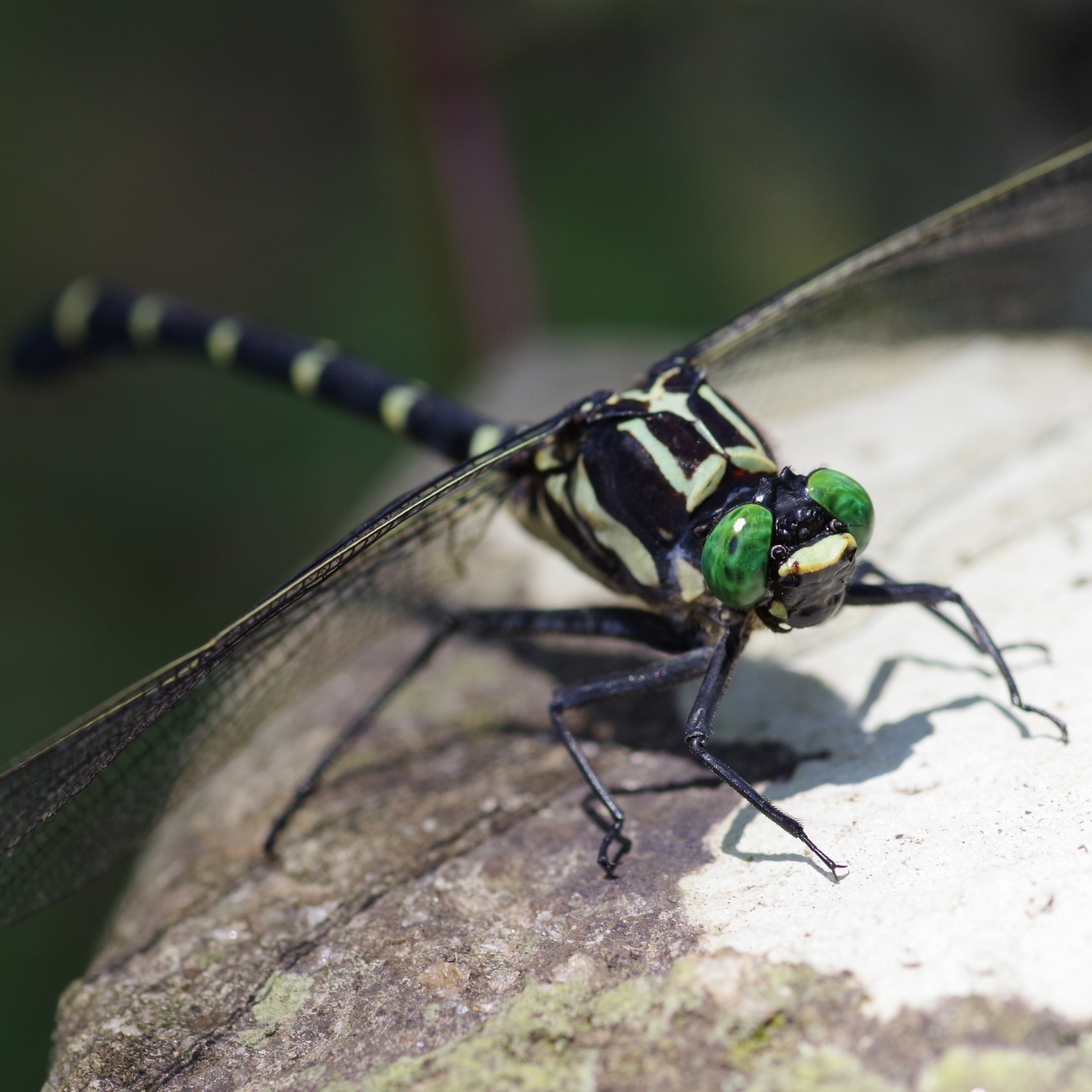 東京のトンボ相とその現状