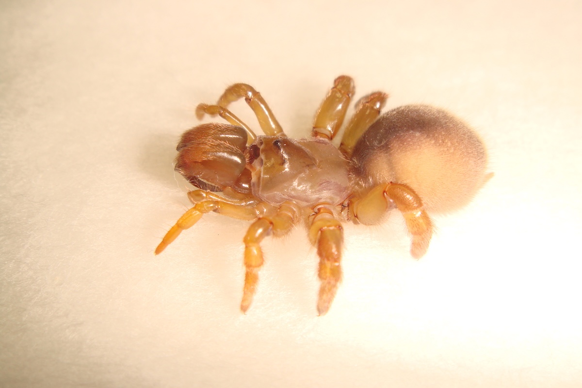 草ぼうぼうの藪が懐かしい