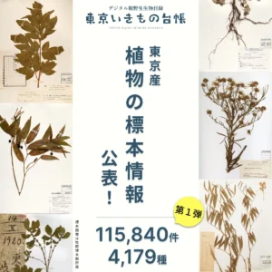 東京産植物の標本情報の一部（115,840件、4,179種）を公表！