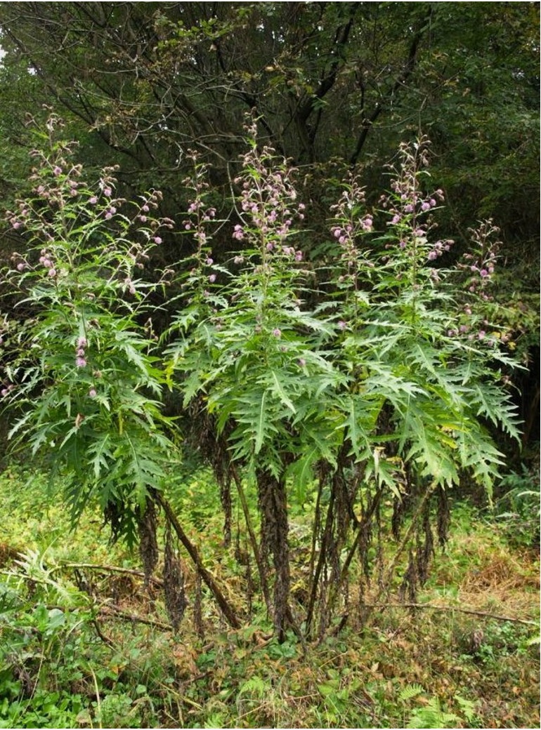 東京の植物へのこだわり